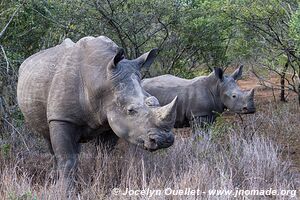 Réserve faunique de Mkhuze - The Elephant Coast - Afrique du Sud