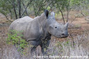 Réserve faunique de Mkhuze - The Elephant Coast - Afrique du Sud