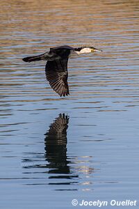 Lac Sibaya - Coastal Forest Reserve - iSimangaliso Wetland Park - The Elephant Coast - Afrique du Sud