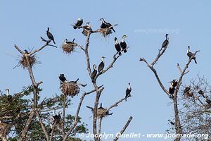 Lac Sibaya - Coastal Forest Reserve - iSimangaliso Wetland Park - The Elephant Coast - Afrique du Sud