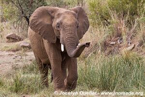 Parc national Pilanesberg - Afrique du Sud