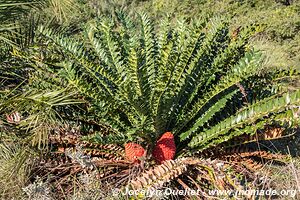 Coastal Forest Reserve - iSimangaliso Wetland Park - The Elephant Coast - South Africa