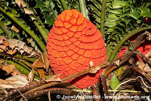 Coastal Forest Reserve - iSimangaliso Wetland Park - The Elephant Coast - South Africa