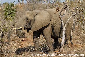 Parc national Kruger - Afrique du Sud