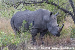 Kruger National Park - South Africa