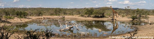 Parc Hluhluwe-Imfolozi - The Elephant Coast - Afrique du Sud