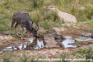 Kruger National Park - South Africa