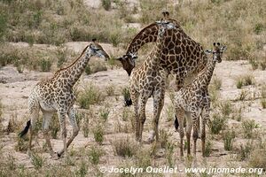 Kruger National Park - South Africa