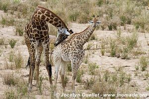 Kruger National Park - South Africa