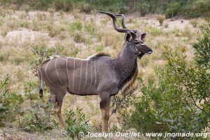 Kruger National Park - South Africa