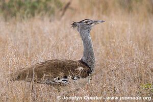 Kruger National Park - South Africa