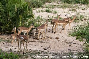 Parc national Kruger - Afrique du Sud