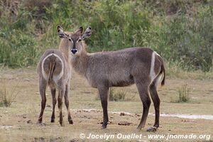 Parc national Kruger - Afrique du Sud