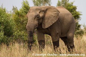 Pilanesberg National Park - South Africa