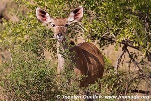 Kruger National Park - South Africa