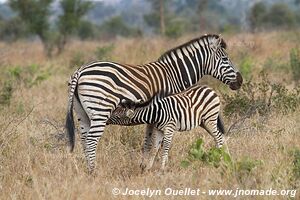 Parc national Kruger - Afrique du Sud