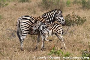 Kruger National Park - South Africa