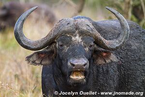 Parc national Kruger - Afrique du Sud