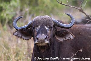 Parc national Kruger - Afrique du Sud