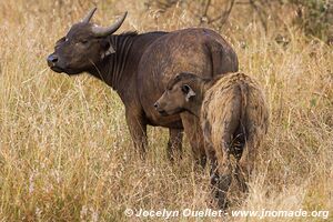 Kruger National Park - South Africa