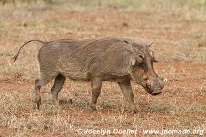 Parc national Kruger - Afrique du Sud