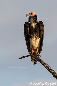 Kruger National Park - South Africa