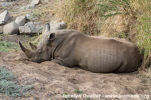 Parc national Kruger - Afrique du Sud