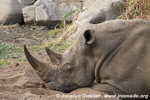 Parc national Kruger - Afrique du Sud