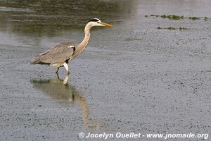 Kruger National Park - South Africa