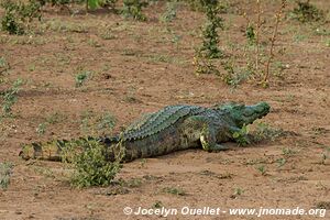 Kruger National Park - South Africa