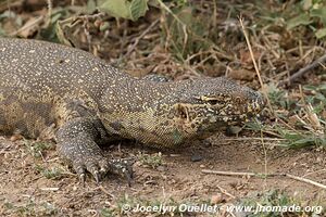 Kruger National Park - South Africa