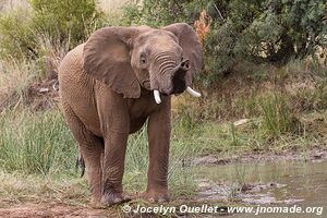 Pilanesberg National Park - South Africa