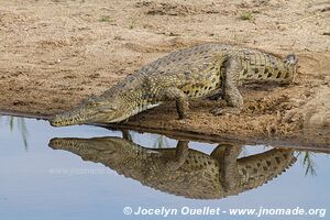 Kruger National Park - South Africa