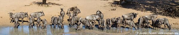 Réserve faunique de Mkhuze - The Elephant Coast - Afrique du Sud