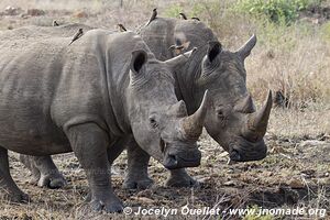 Kruger National Park - South Africa