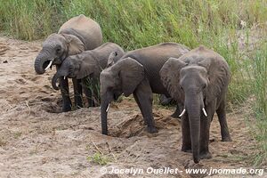 Parc national Kruger - Afrique du Sud