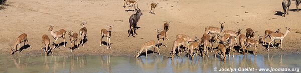 Mkhuze Game Reserve - The Elephant Coast - South Africa