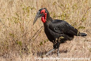 Kruger National Park - South Africa