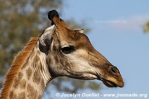 Parc national Kruger - Afrique du Sud