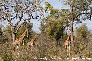 Parc national Kruger - Afrique du Sud