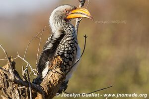 Parc national Kruger - Afrique du Sud