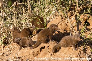 Kruger National Park - South Africa