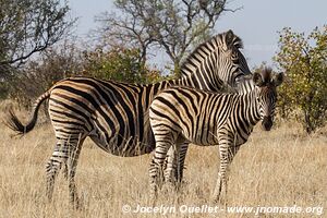 Parc national Kruger - Afrique du Sud