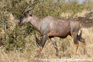 Parc national Kruger - Afrique du Sud