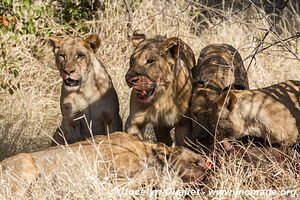 Parc national Kruger - Afrique du Sud