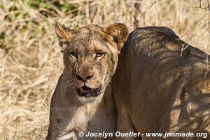 Kruger National Park - South Africa