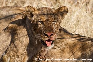 Parc national Kruger - Afrique du Sud