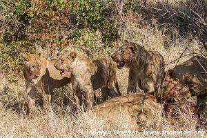 Parc national Kruger - Afrique du Sud