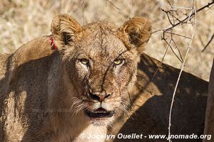 Kruger National Park - South Africa