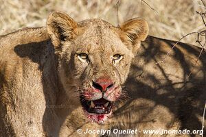 Parc national Kruger - Afrique du Sud